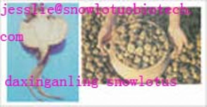 Maca Extract(Jesslie@Snowlotusbiotech.Com)